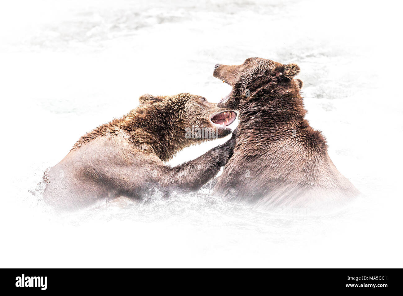 L'orso bruno (Ursus arctos alascensis), Brooks Falls, Parco Nazionale e Riserva di Katmai, Alaska peninsula, western Alaska, Stati Uniti d'America Foto Stock