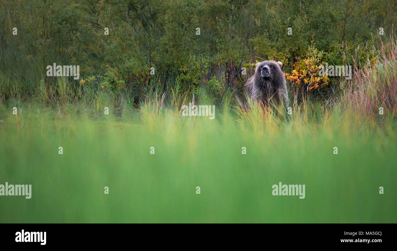 L'orso bruno (Ursus arctos alascensis), Brooks camp, Parco Nazionale e Riserva di Katmai, Alaska peninsula, western Alaska, Stati Uniti d'America Foto Stock