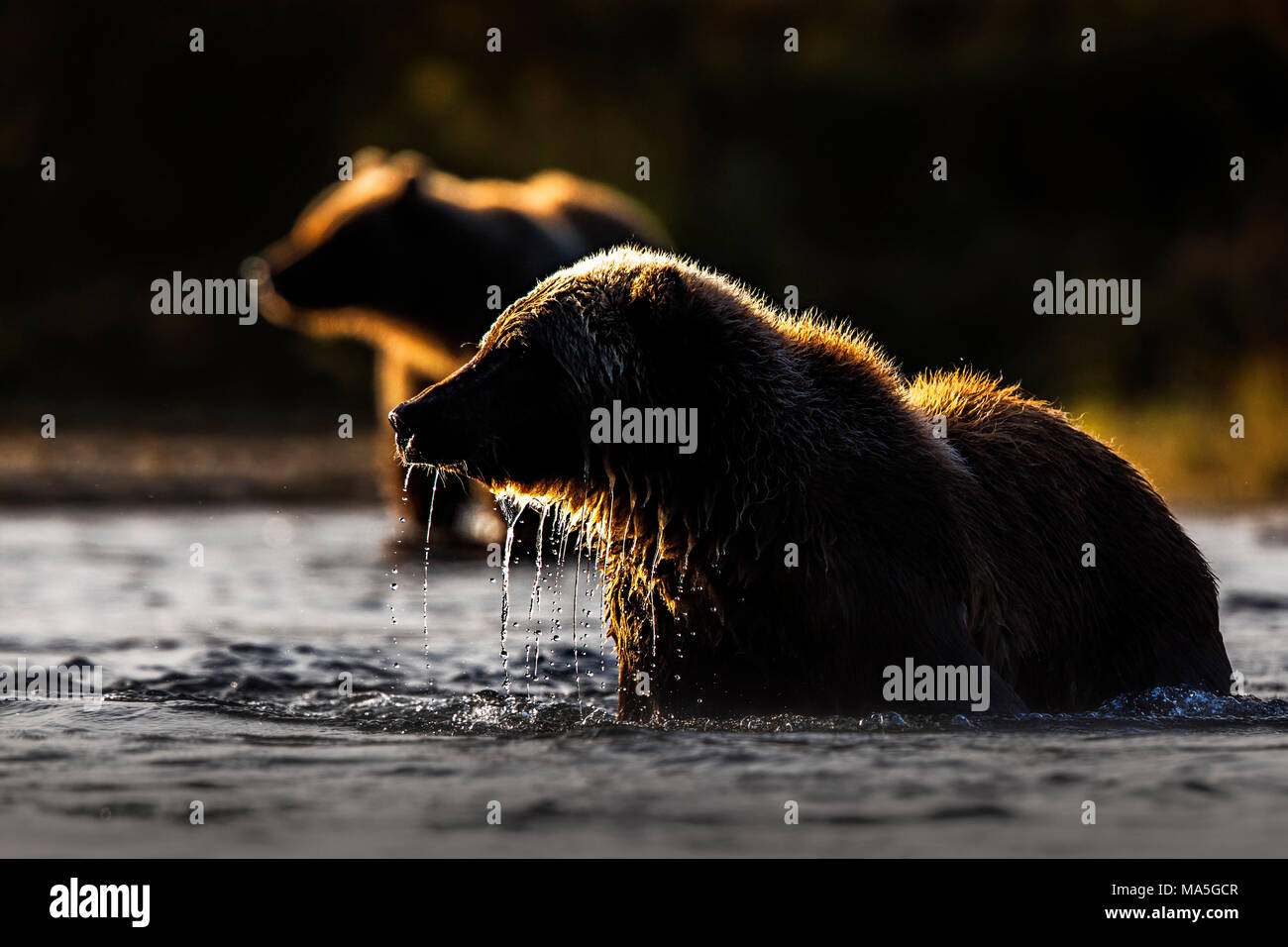 L'orso bruno (Ursus arctos alascensis), fiume Brooks, Parco Nazionale e Riserva di Katmai, Alaska peninsula, western Alaska, Stati Uniti d'America Foto Stock