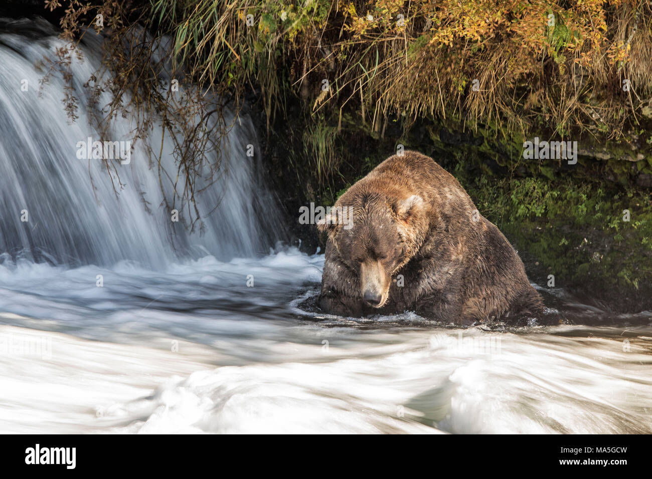 L'orso bruno (Ursus arctos alascensis), Brooks Falls, Parco Nazionale e Riserva di Katmai, Alaska peninsula, western Alaska, Stati Uniti d'America Foto Stock
