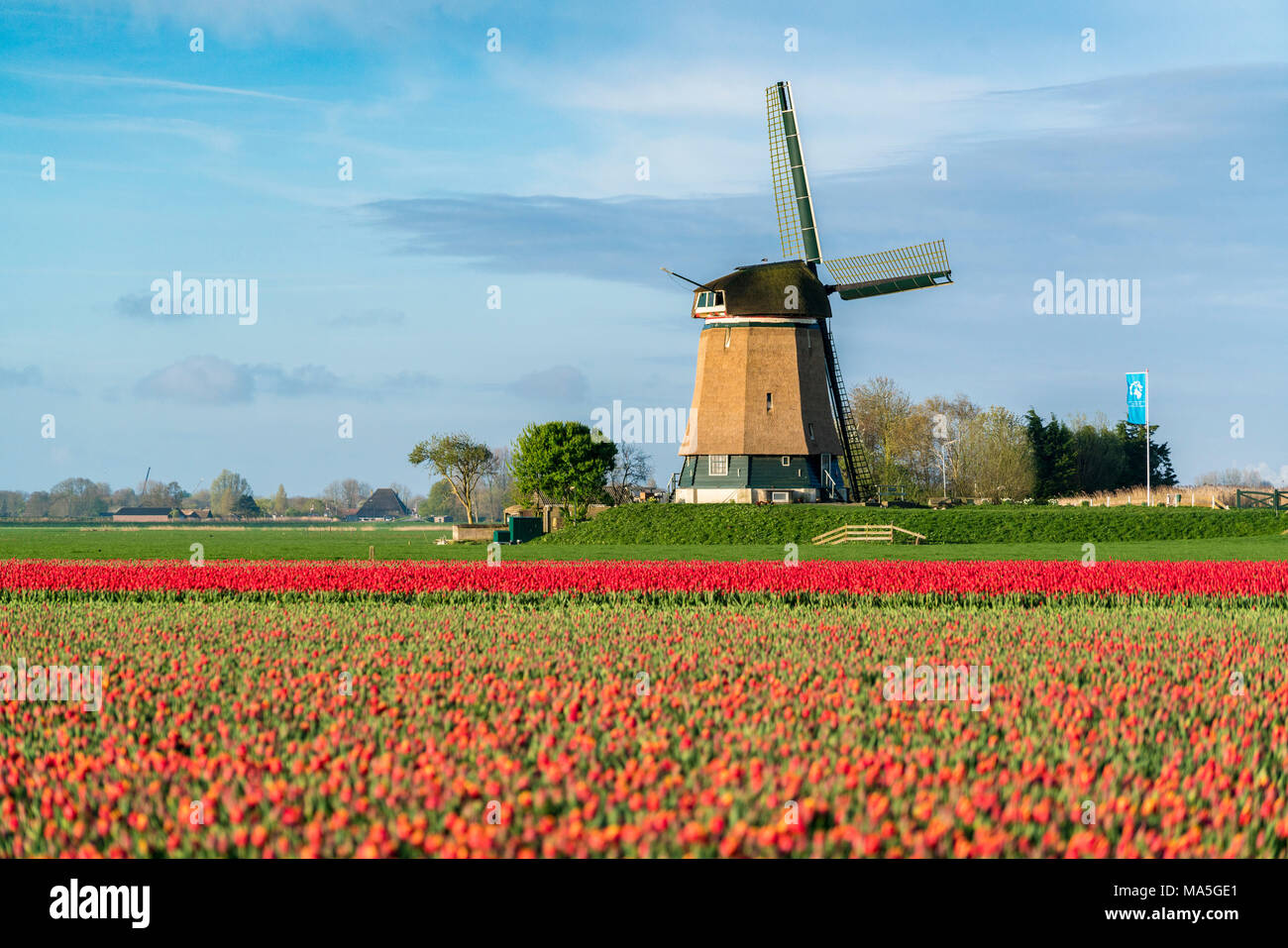 Campo di tulipani rossi e un mulino a vento. Koggenland, North Holland, Paesi Bassi. Foto Stock