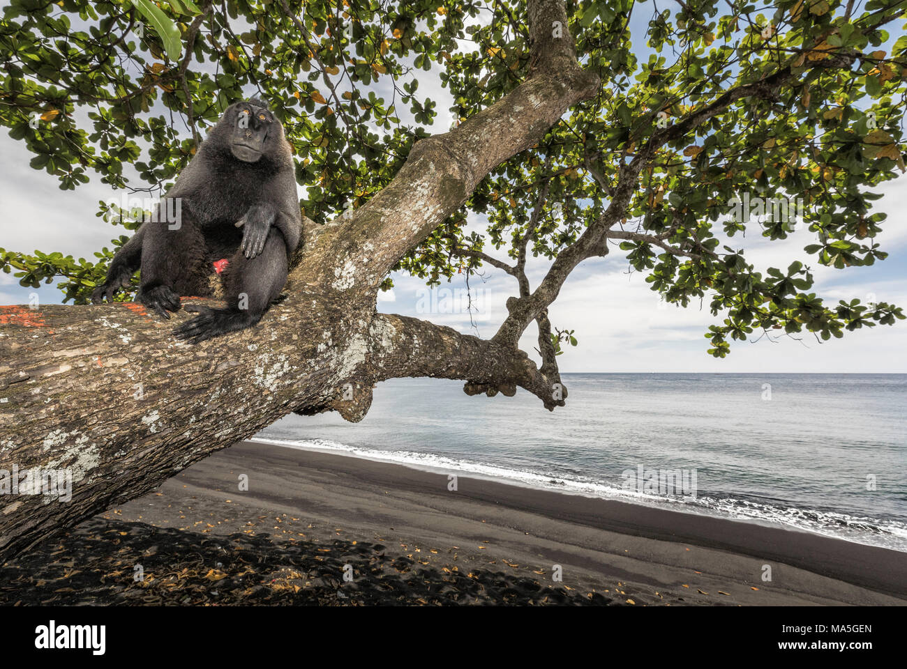 Nero macaco crestato (macaca nigra) in Tangkoko National Park, Nord Sulawesi, Indonesia, Asia Foto Stock