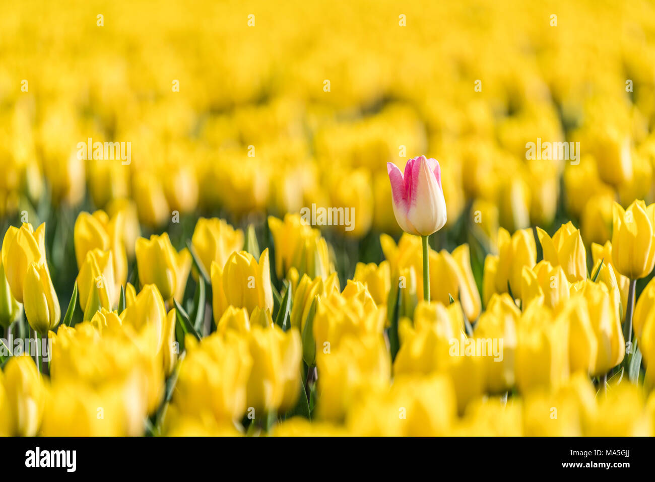 Uno giallo e rosa tulipano in un campo di tulipani gialli. Yersekendam, Provincia di Zeeland, Paesi Bassi. Foto Stock