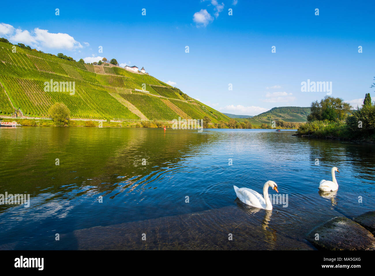 Cigni sul fiume Moselle prima i vigneti di Puenderich, valle della Mosella, Renania-Palatinato, Germania Foto Stock