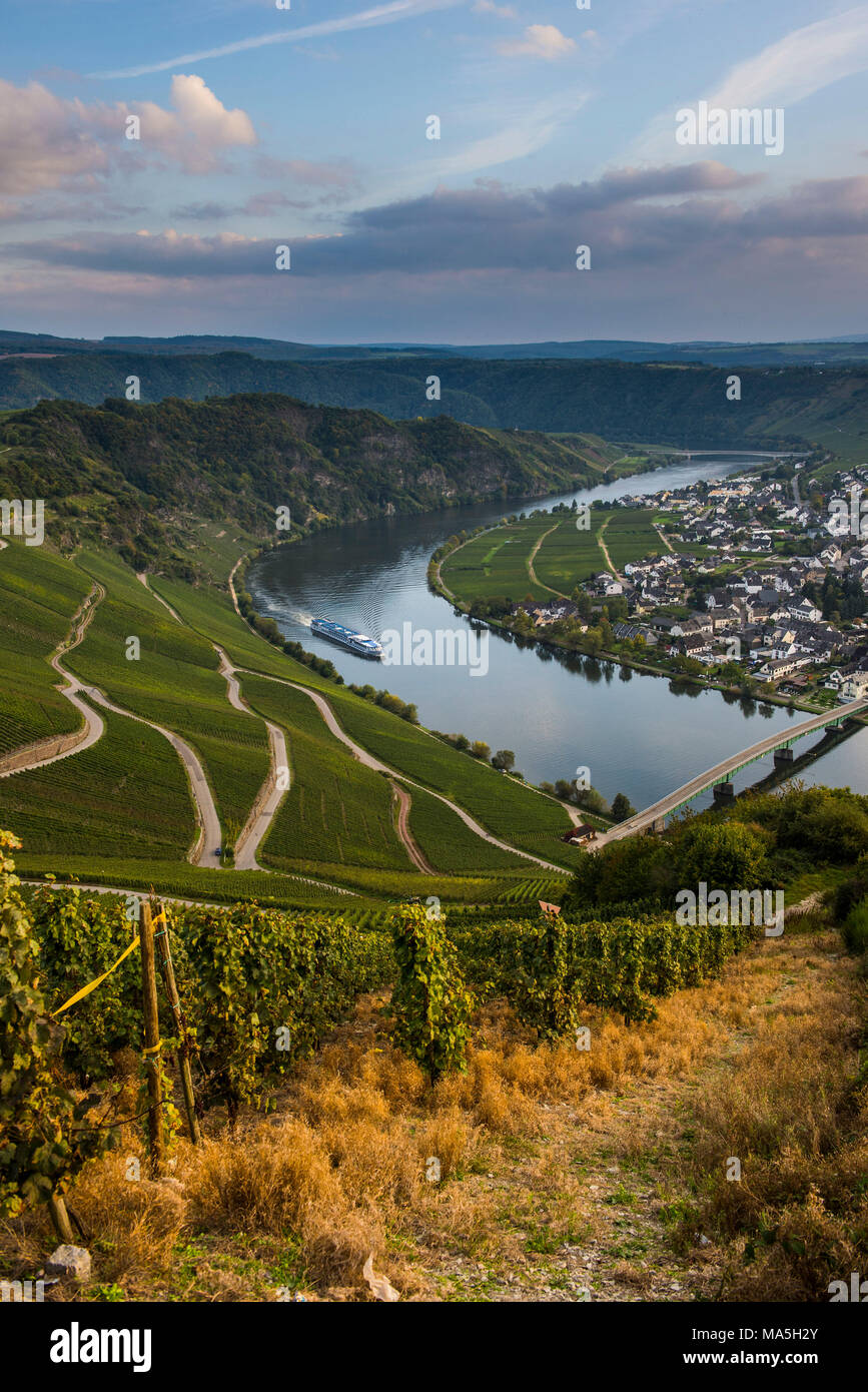 I vigneti intorno a Piesport e una nave da crociera sul fiume Moselle, valle della Mosella, Renania-Palatinato, Germania Foto Stock