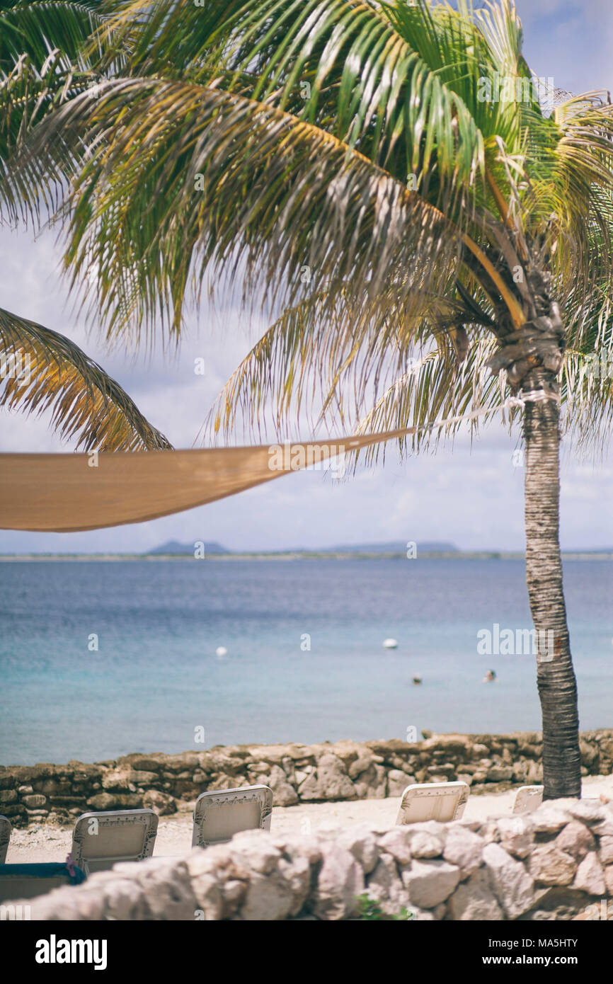 Palm tree su un beach club Foto Stock