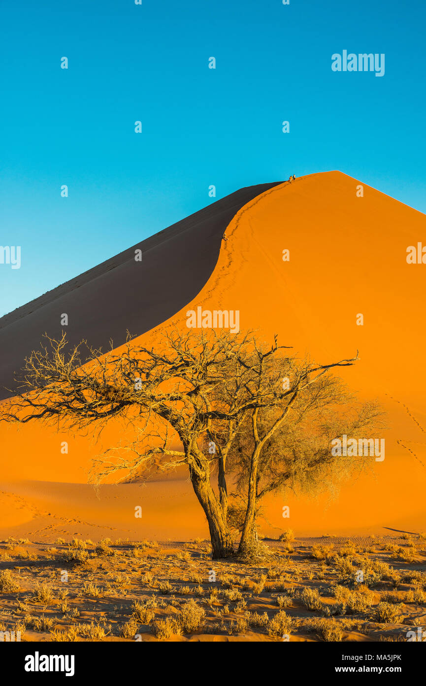 Acacia prima il gigante duna di sabbia 45, Namib-Naukluft National Park, Namibia Foto Stock