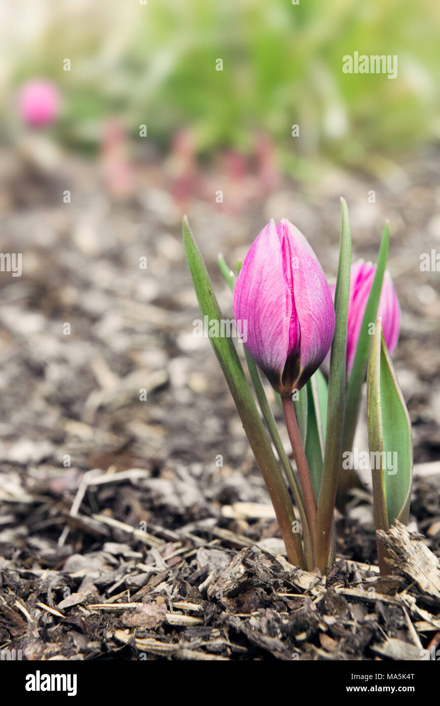 Primo piano di un tulipano rosa nascente che emerge dal suolo, circondato da foglie verdi fresche e da uno sfondo morbido, Foto Stock
