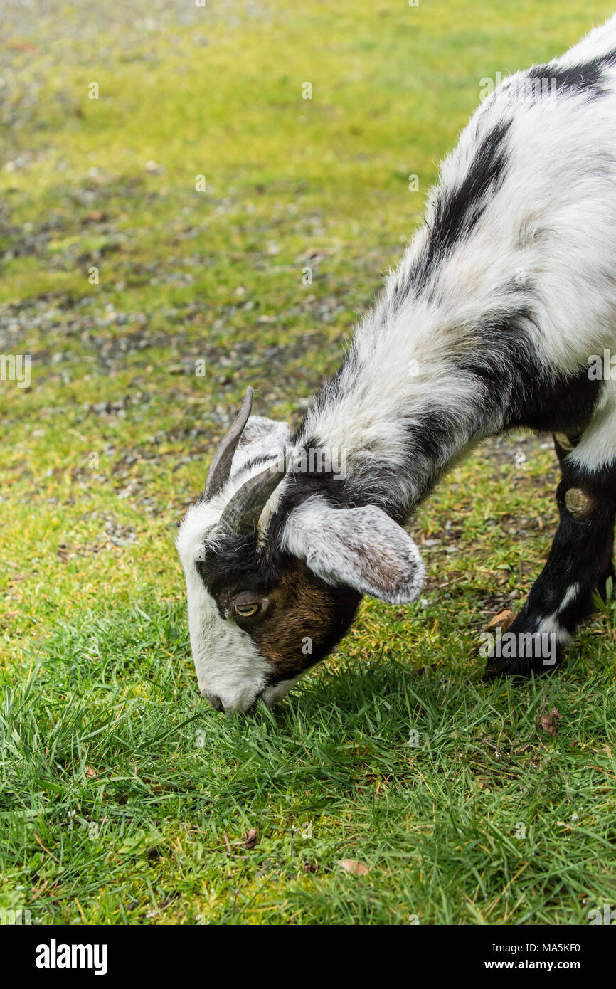 Adulto doe razza mista e Nubian Boer pascolo di capra sull'erba Foto Stock
