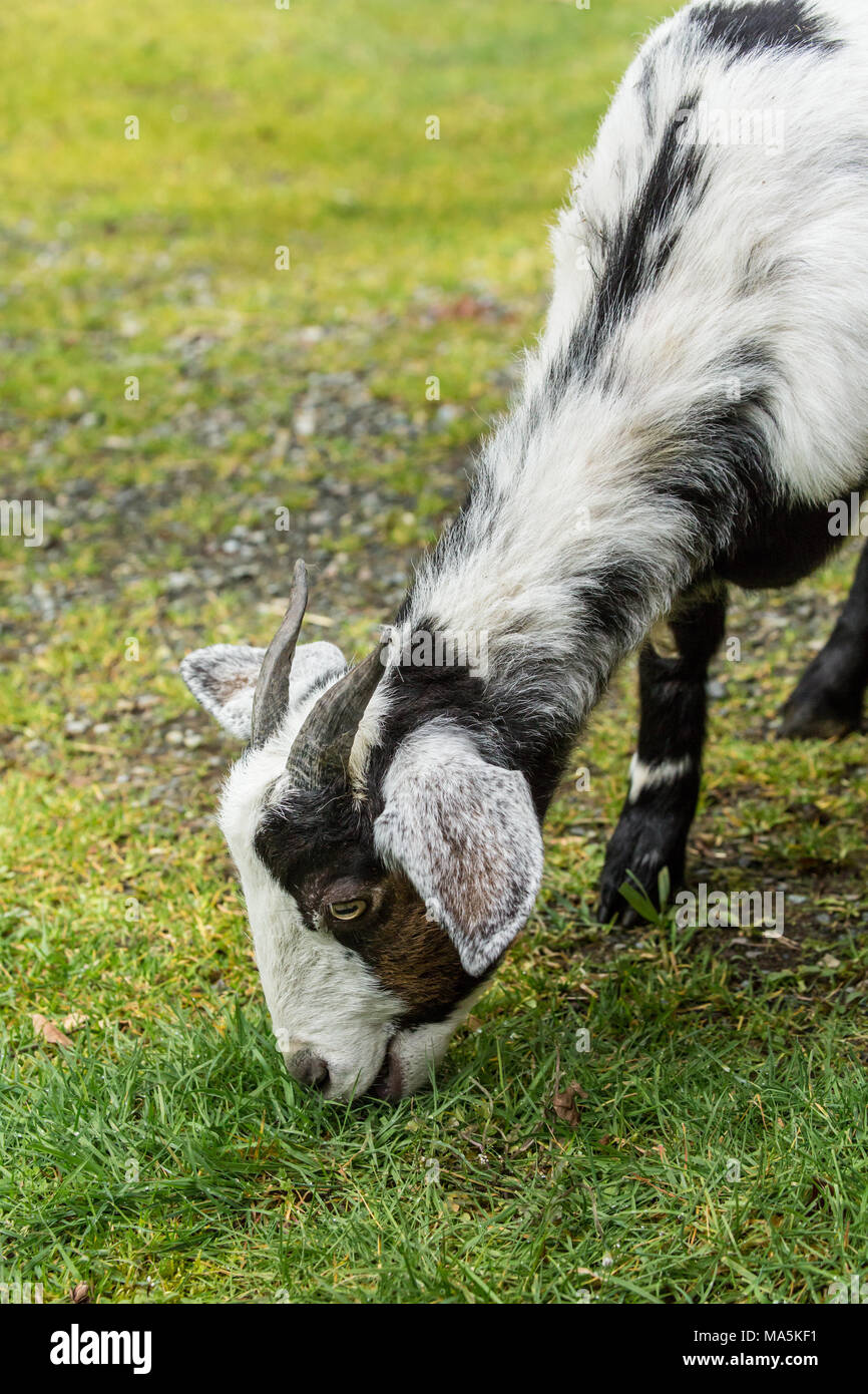 Adulto doe razza mista e Nubian Boer pascolo di capra sull'erba Foto Stock