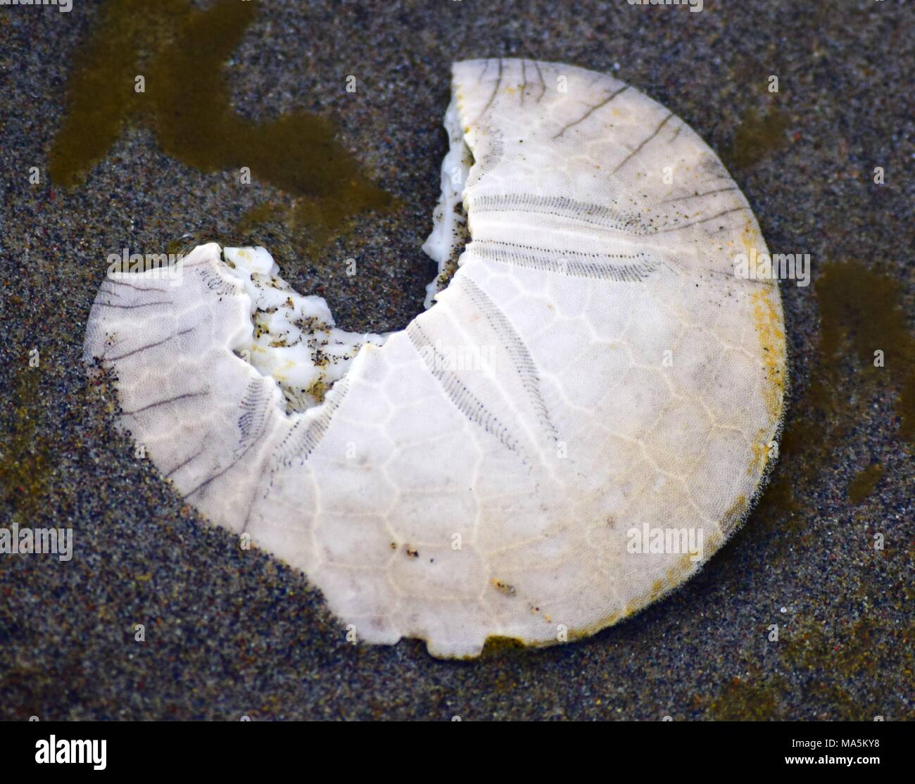 Sand Dollar conchiglia di mare lungo la costa dell'Oregon. Hiden parzialmente nella sabbia. Foto Stock