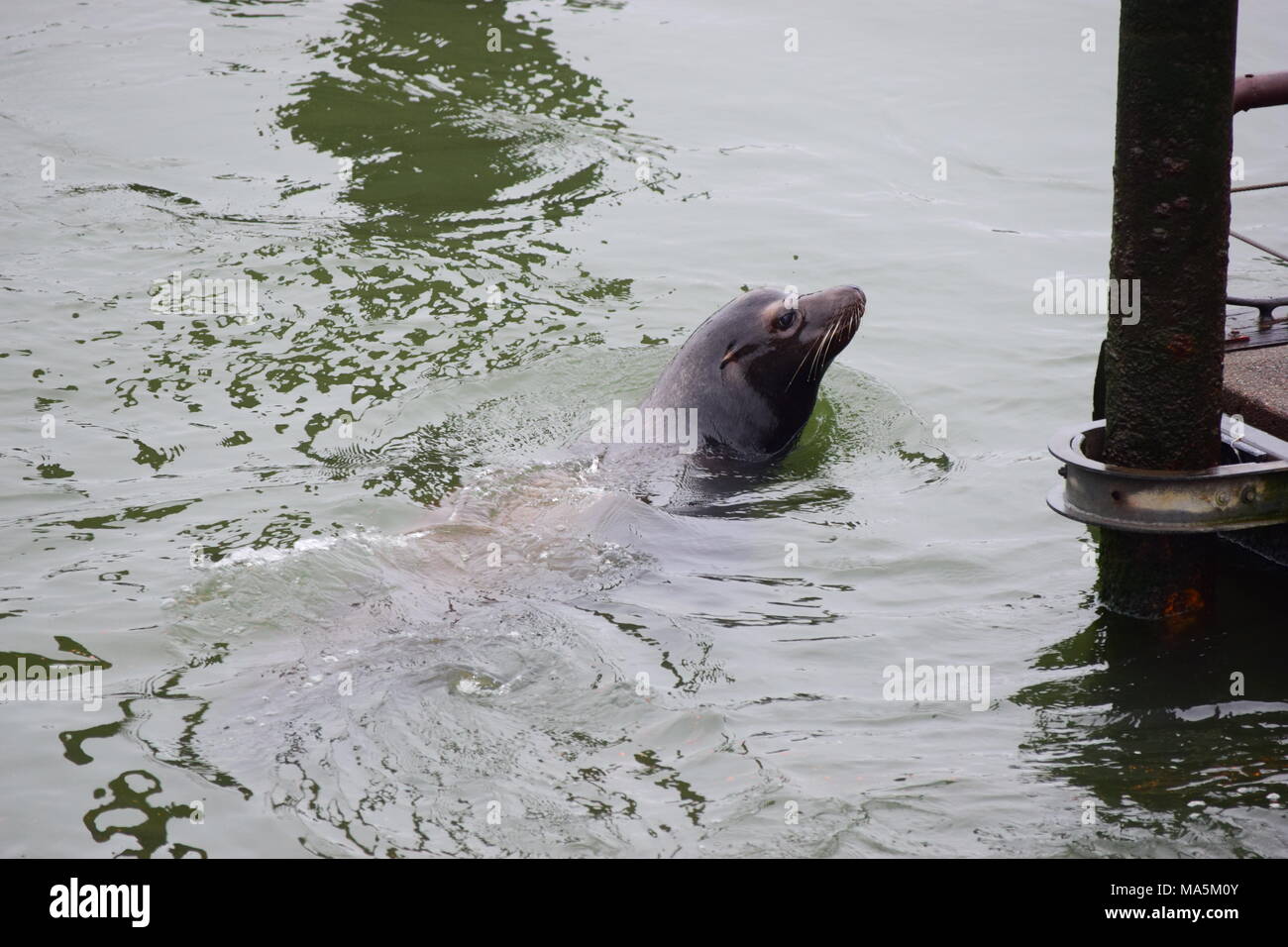 Sea Lion nuoto in porto Foto Stock