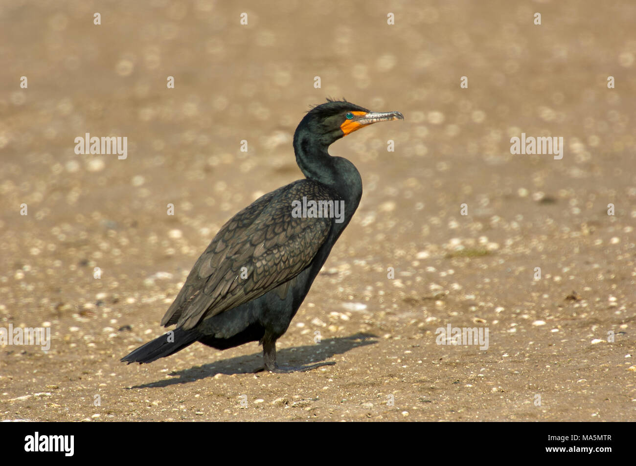 Doppio di cormorani crestato, (Phalacrocarax auritus), "ing" Darling National Wildlife Refuge, Sanibel Island, Florida, Stati Uniti d'America Foto Stock