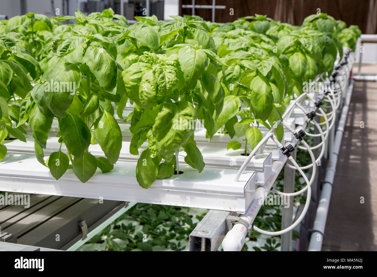 Agricoltura idroponica, coltivazione di basilico. Dyersville, Iowa, USA. Foto Stock
