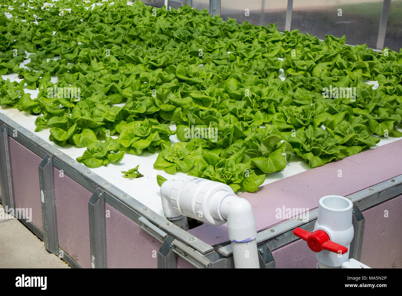 Agricoltura idroponica, coltivazione di lattuga. Dyersville, Iowa, USA. Foto Stock