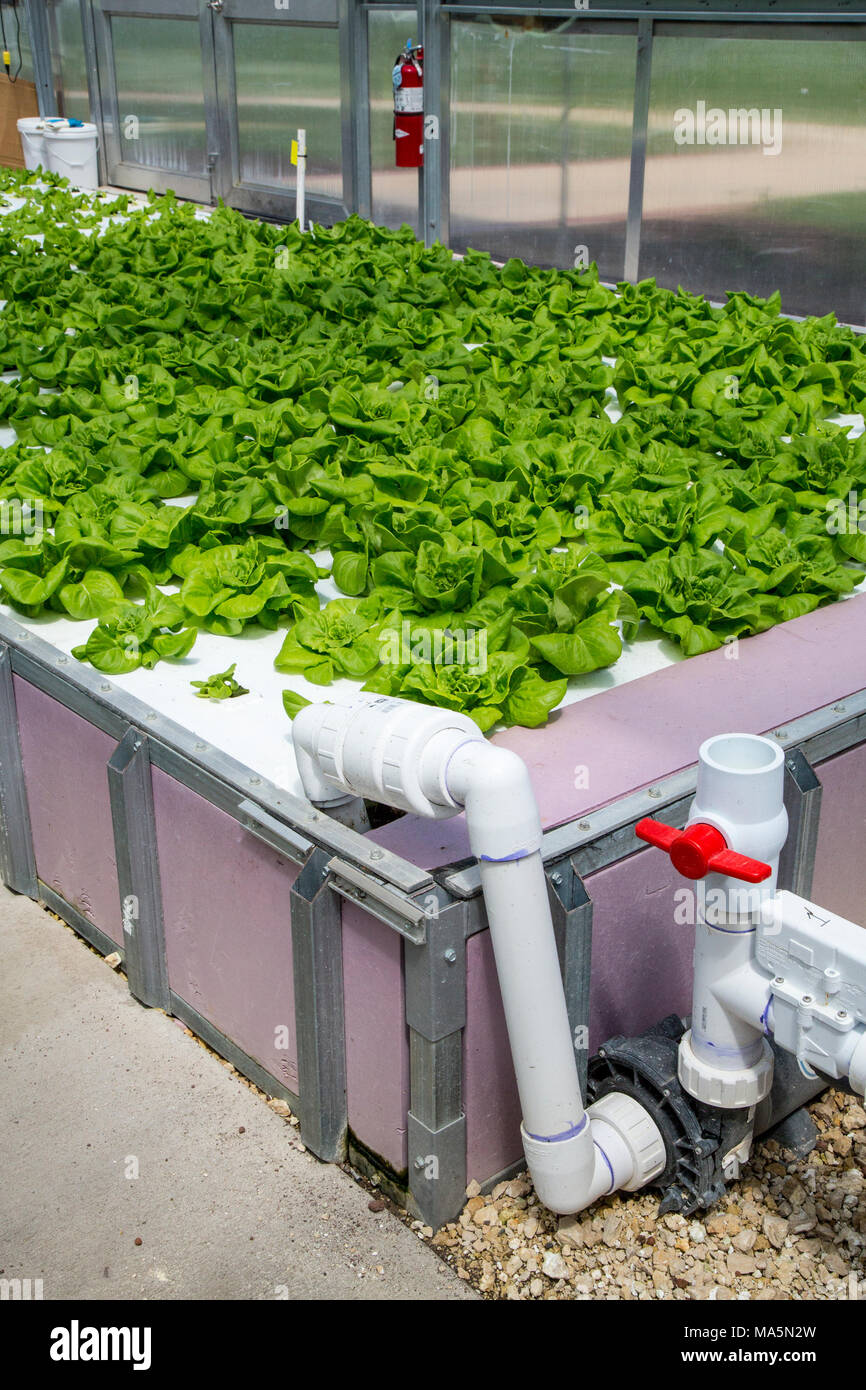 Agricoltura idroponica, coltivazione di lattuga. Dyersville, Iowa, USA. Foto Stock