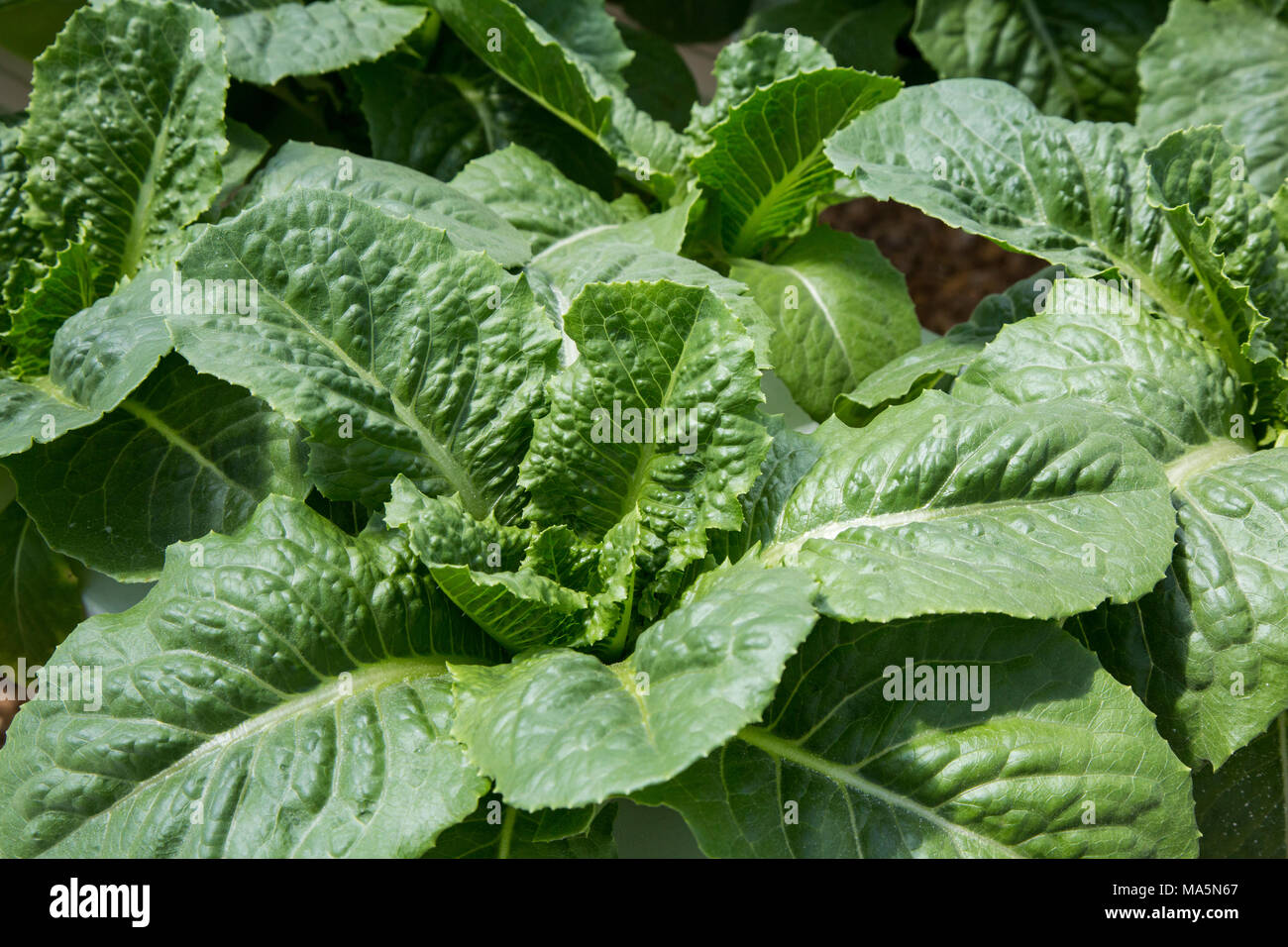 Agricoltura idroponica. Serra lattuga crescente. Dyersville, Iowa, USA. Foto Stock