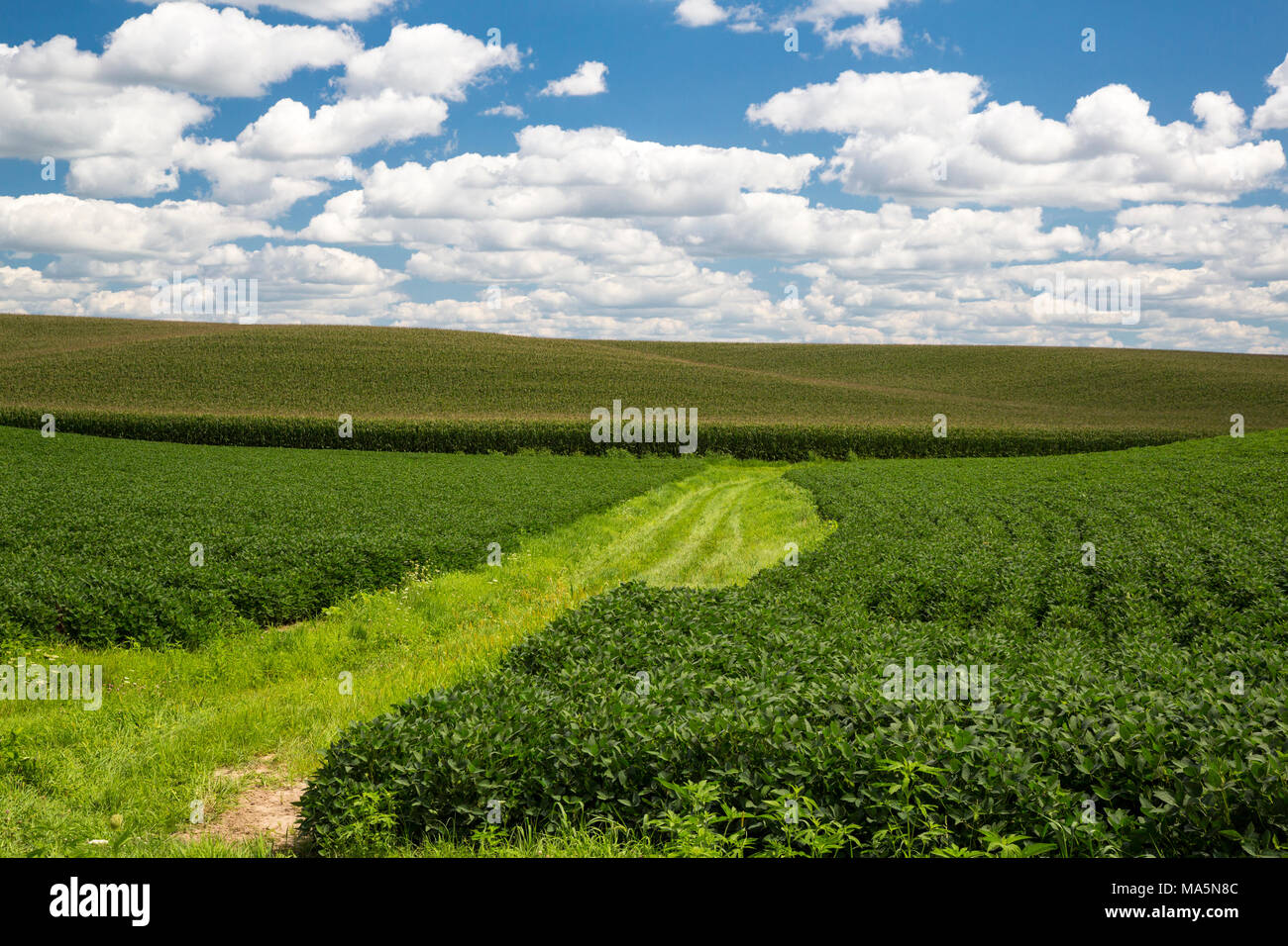 Iowa Farm, la soia e il mais, vicino a Worthington, Iowa. Foto Stock