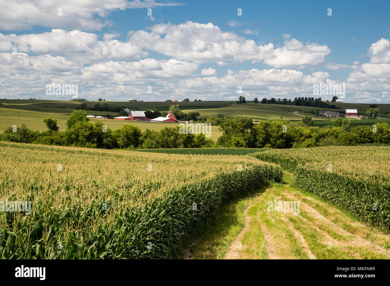 Iowa Farm, vicino a Worthington, Iowa. Foto Stock