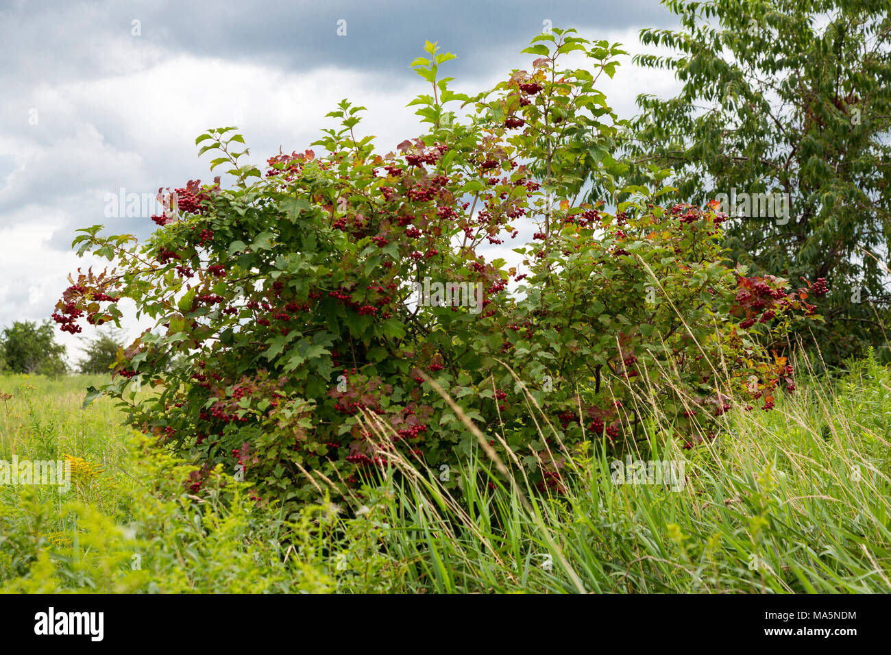 Una riserva di conservazione conservazione di specie indigene: alta Bush Cranberry. Manchester, Iowa. Foto Stock