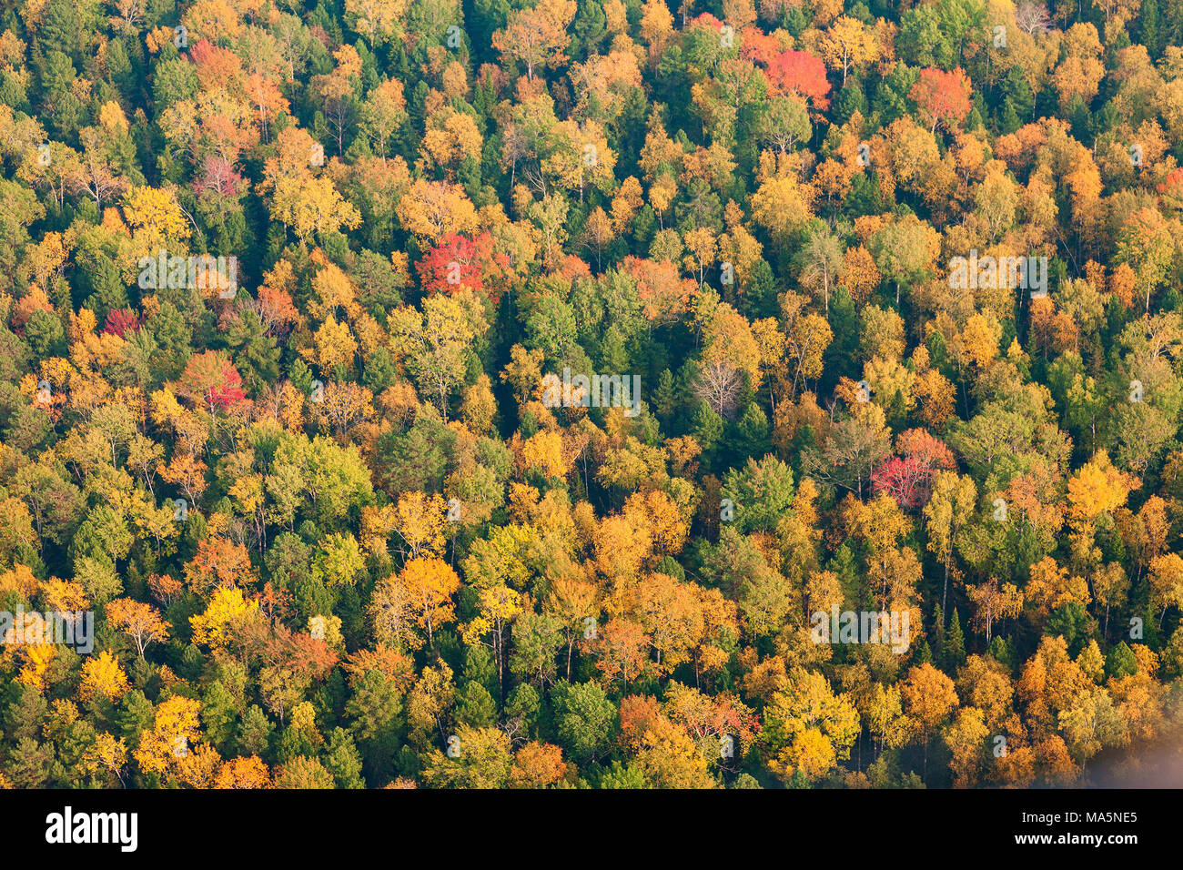 Vista superiore della foresta di autunno Foto Stock