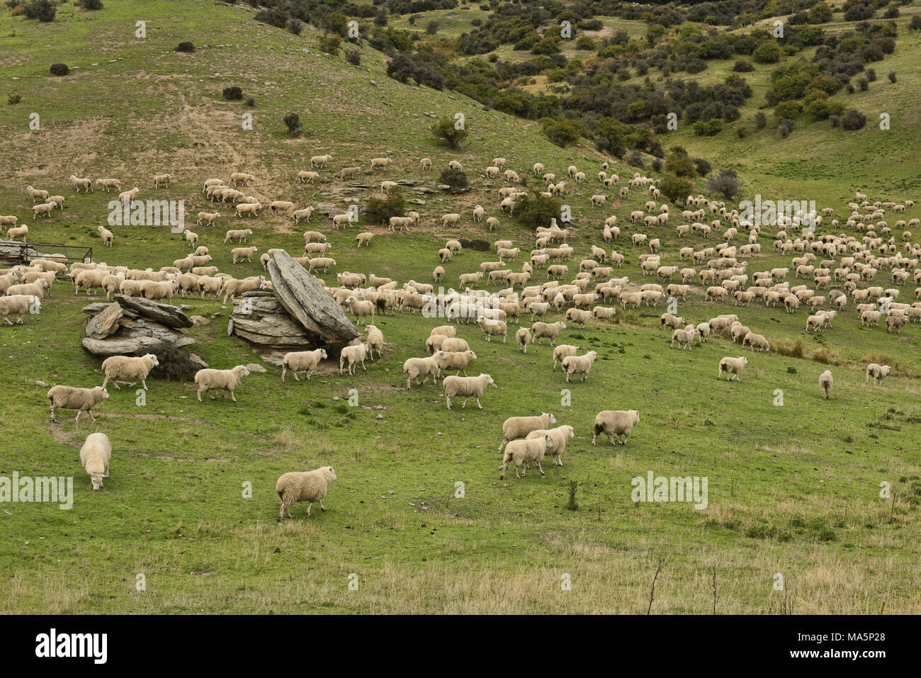 Pecore fattoria vicino a Wanaka, Nuova Zelanda Foto Stock