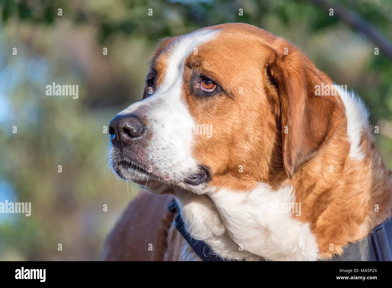 Testa di un purosangue cane con occhi tristi, lunghi capelli rossi e macchie  bianche su un sfocate, sfondo verde Foto stock - Alamy