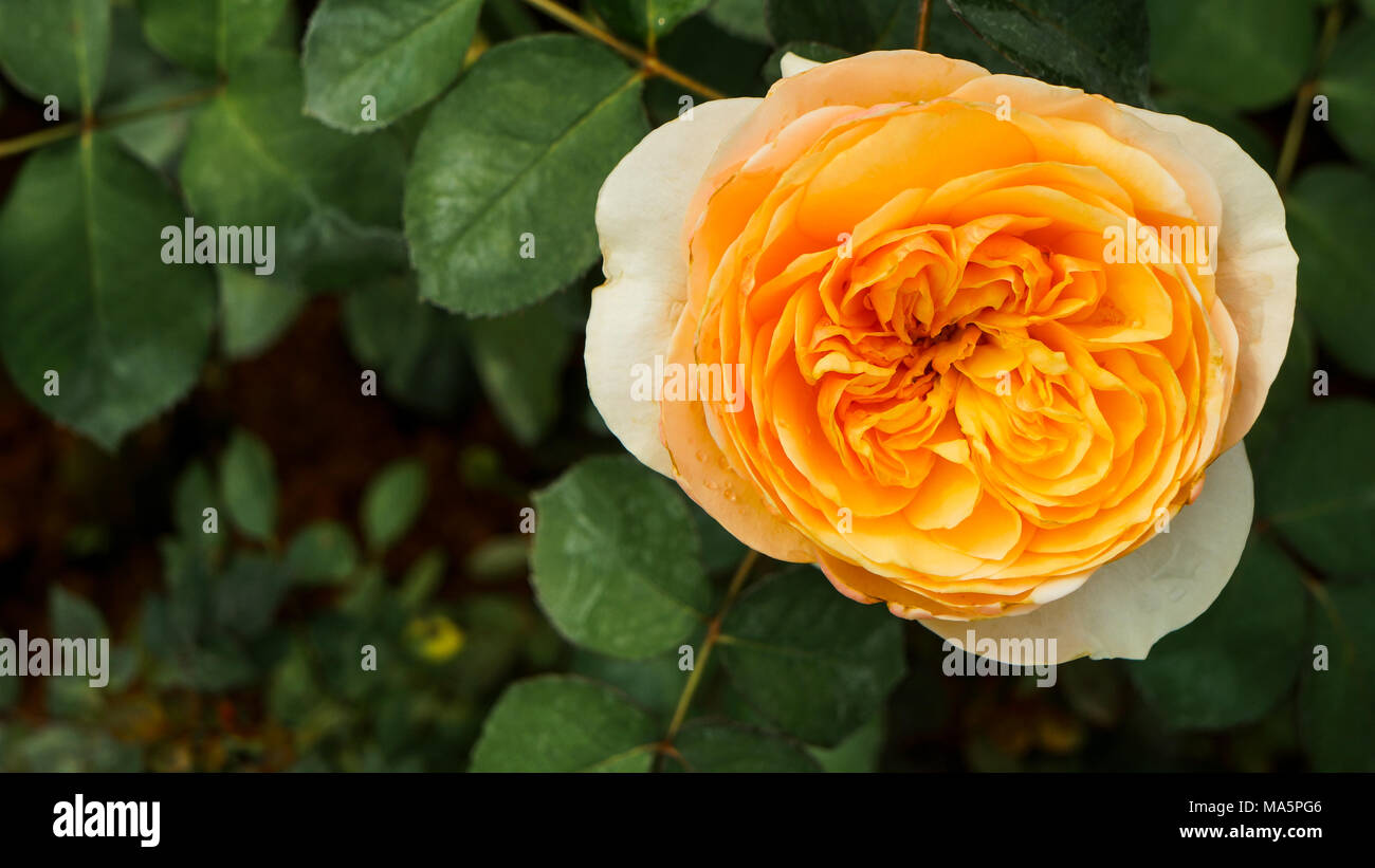Rosa gialla fiore in fiore sulla pianta di rose Foto Stock