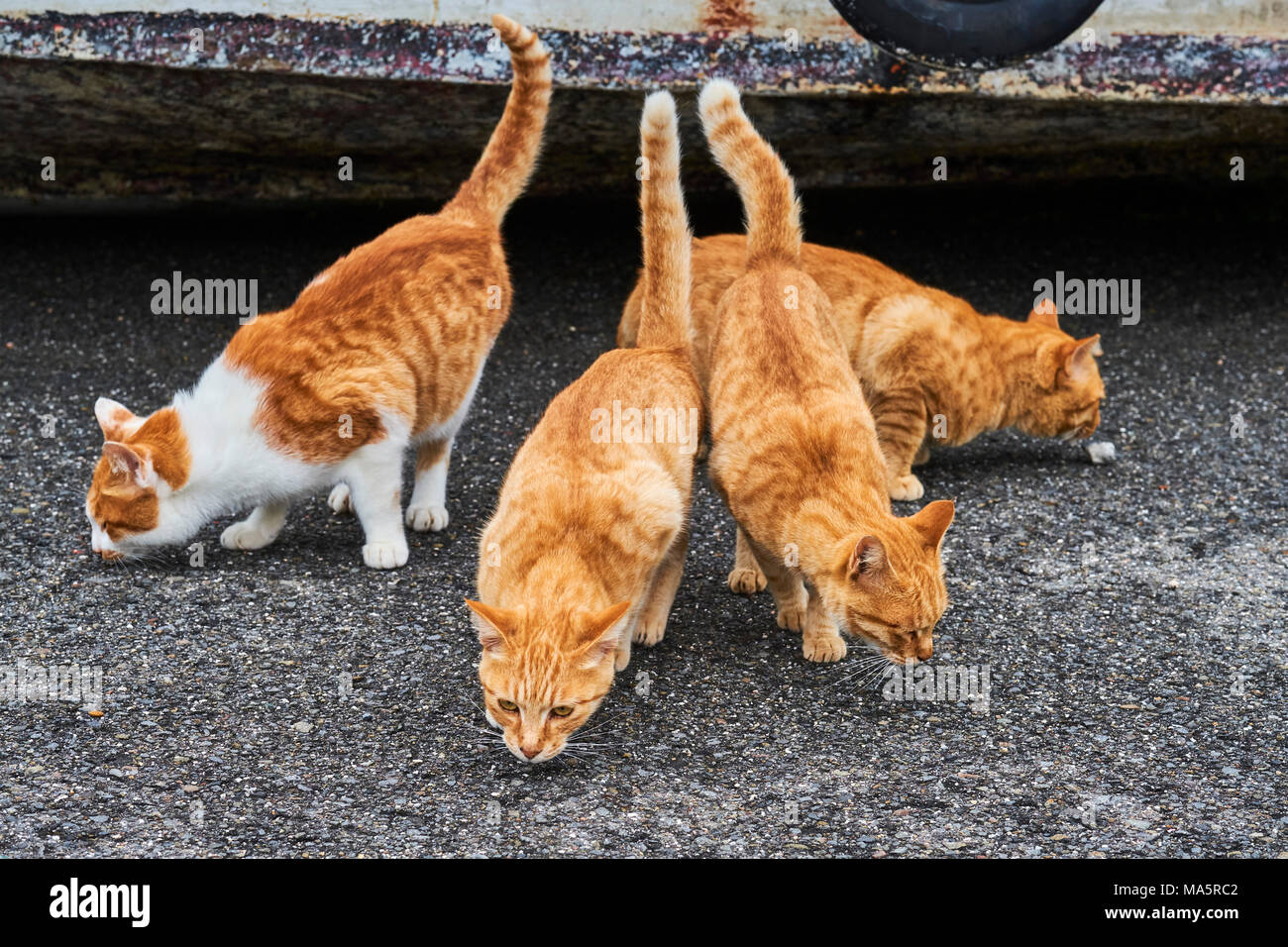 Japon, île de Shikoku préfecture d'Ehime, île de Muzuki, Ile aux chats // Giappone, Shikoku Isola, Ehime regione, Muzuki isola, Isola di Cat Foto Stock