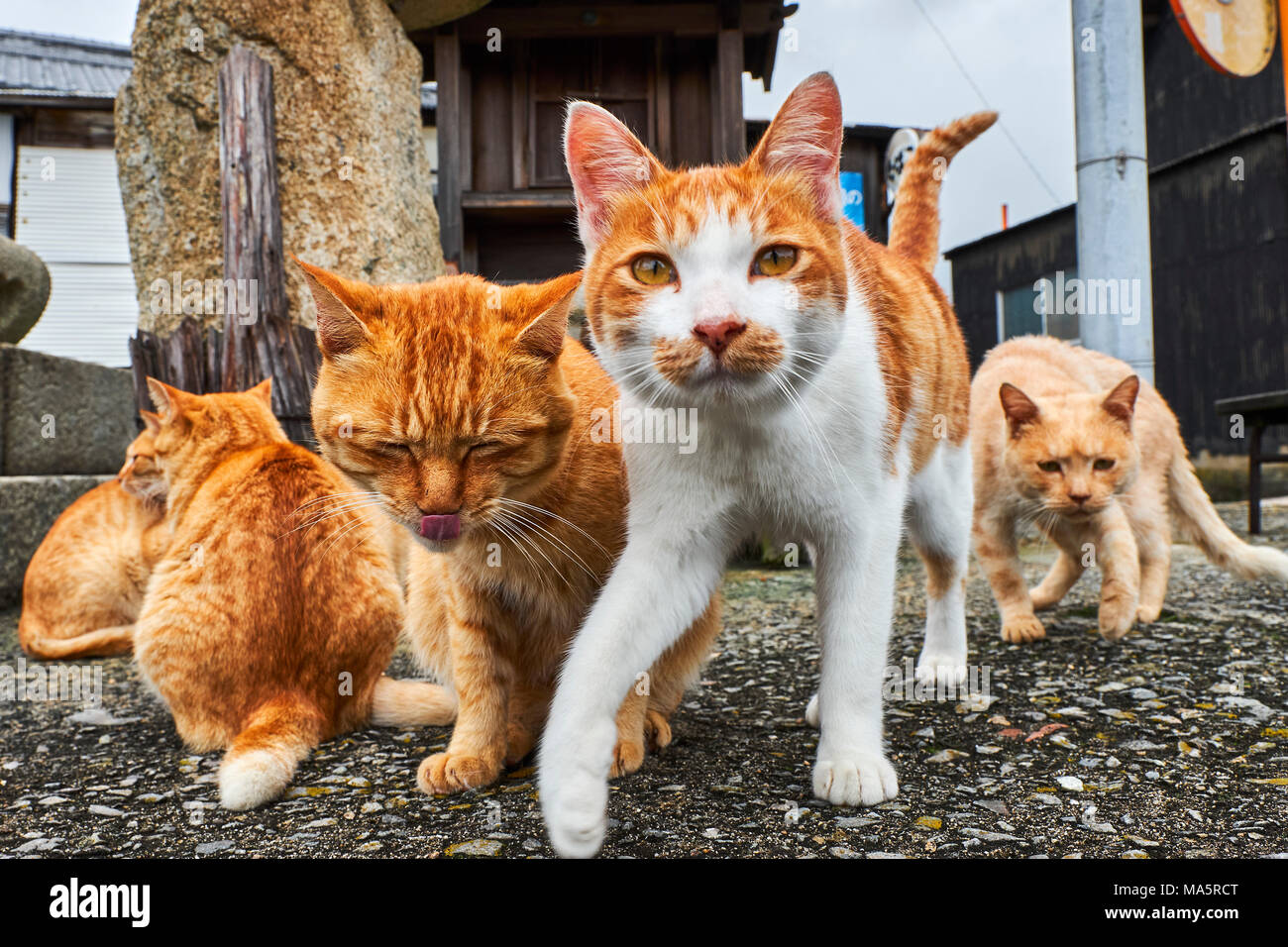 Japon, île de Shikoku préfecture d'Ehime, île de Muzuki, Ile aux chats // Giappone, Shikoku Isola, Ehime regione, Muzuki isola, Isola di Cat Foto Stock