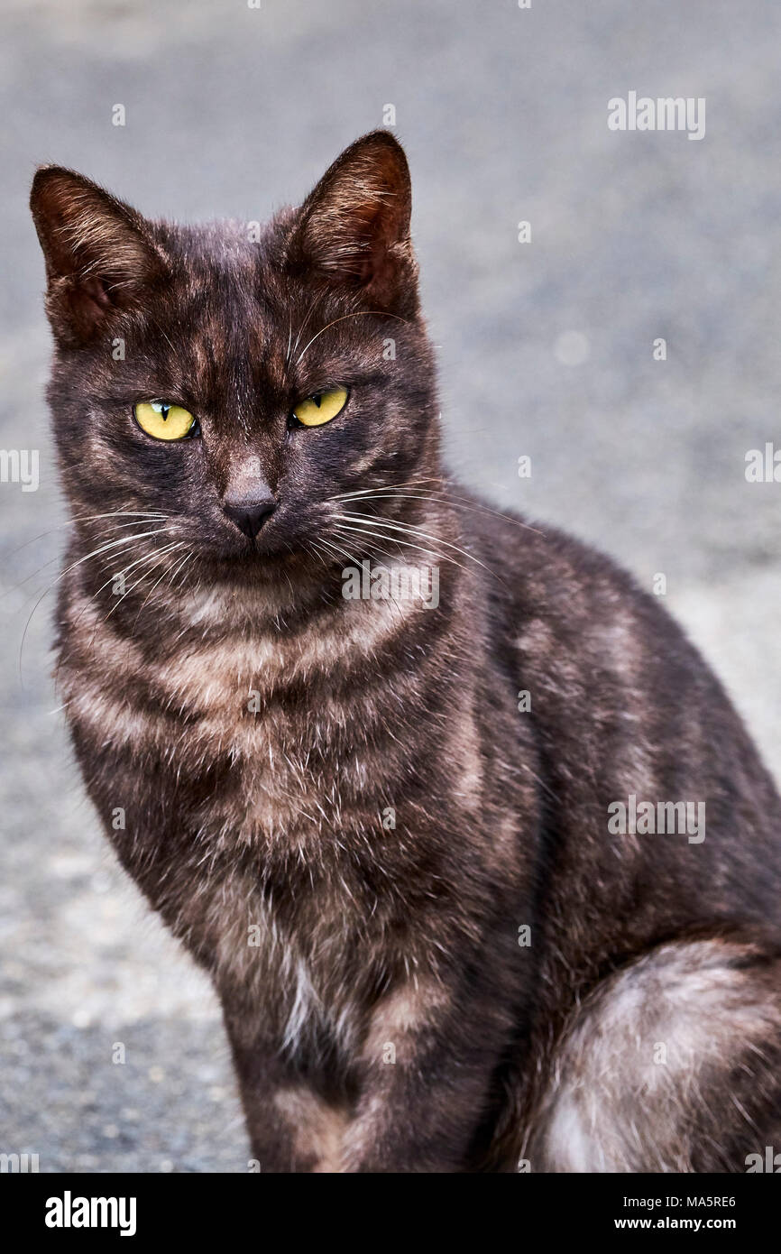 Japon, île de Shikoku préfecture d'Ehime, île de Muzuki, Ile aux chats // Giappone, Shikoku Isola, Ehime regione, Muzuki isola, Isola di Cat Foto Stock