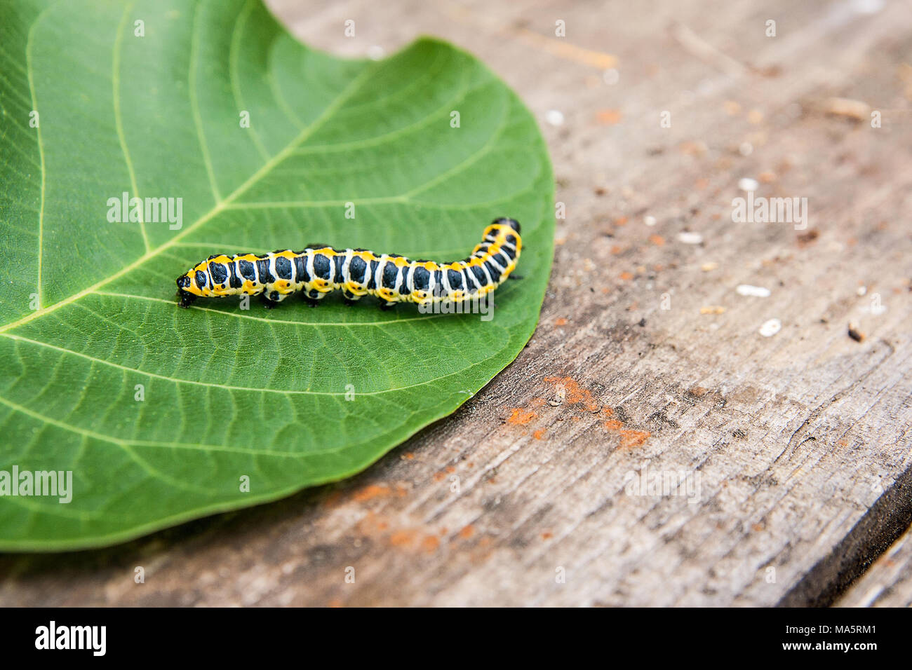 Bella caterpillar si insinua su grandi foglie verde. Caterpillar del Vecchio Mondo a coda di rondine (Papilio machaon), una farfalla della famiglia Papilionidae. Th Foto Stock