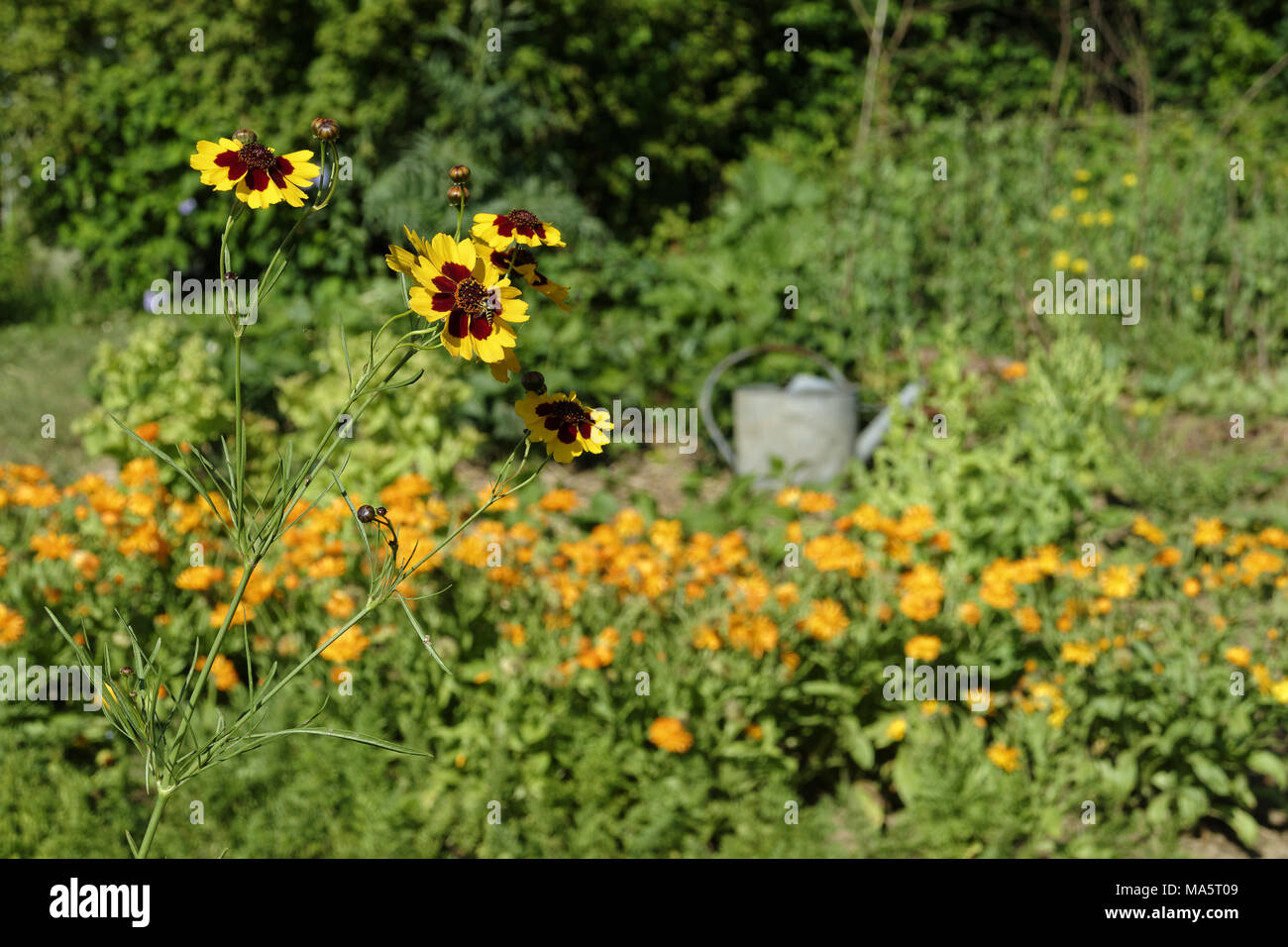 Coreopsis tinctoria (giardino tickseed, golden tickseed, calliopsis) in fiore Foto Stock