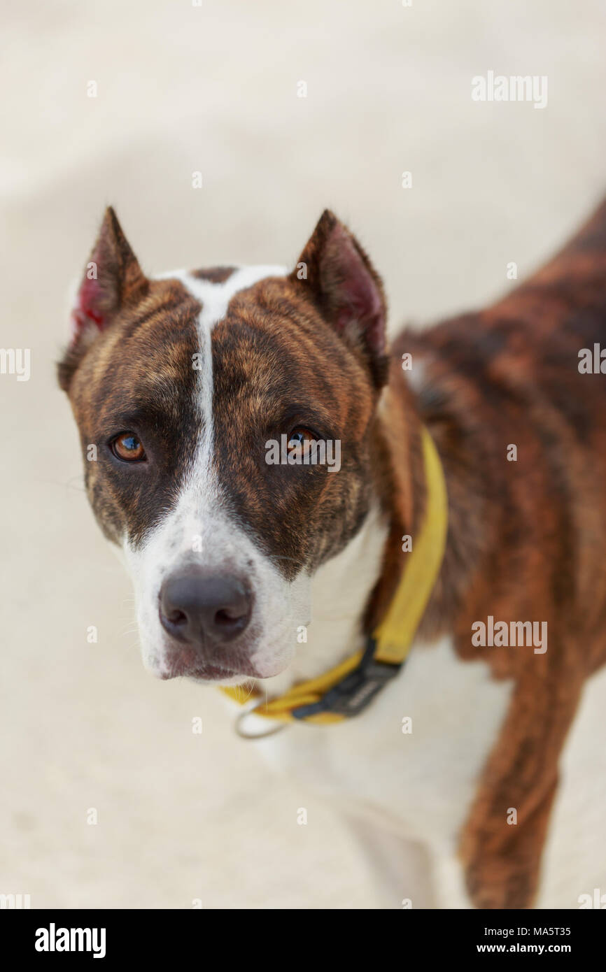 Ritratto di pit bull dog Foto Stock