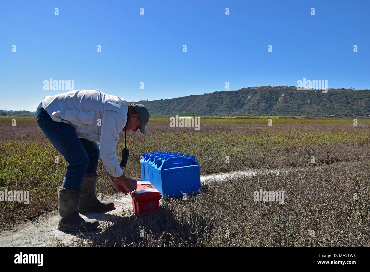 Gli uccelli sono stati trasportati dal vivere Coast Discovery Center a. Luce-footed Ridgway la rotaia è un federalmente uccelli minacciate di estinzione. I partner provenienti da Stati Uniti Pesci e fauna selvatica, servizio California Dipartimento di pesci e fauna selvatica, il San Diego Zoo, SeaWorld e Living Coast Discovery Center stanno aiutando i ostacolata bird recuperare attraverso un captive-allevamento e programma di rilascio. Oggi (09/28/17) abbiamo rilasciato 5 uccelli nel selvaggio a Batiquitos Lagoon a Carlsbad, CA. Foto Stock