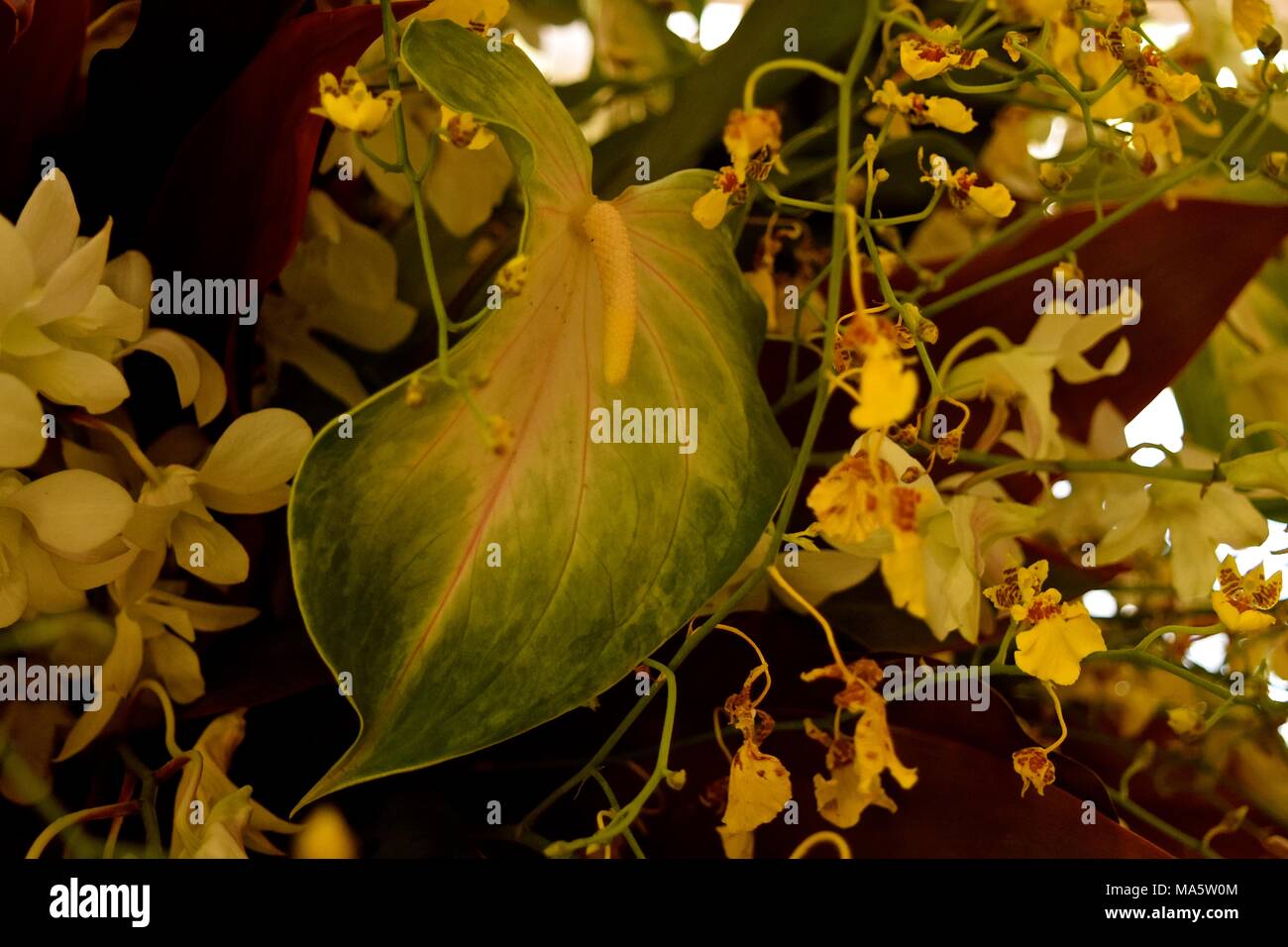 Bella e verde anthurium è il punto focale di questa disposizione del fiore. Foto Stock
