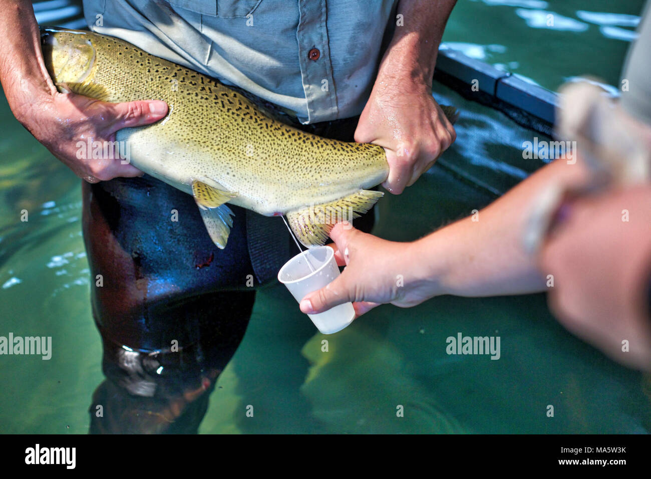 Inverno-run Salmone Chinook 2017-08-09. La raccolta di milt da un maschio inverno-run Salmone Chinook che è parte del Battle Creek reintroduzione captive riproduttori programma a pietra Livingtston National Fish Hatchery situato nel nord della California nei pressi di Redding. Foto Stock