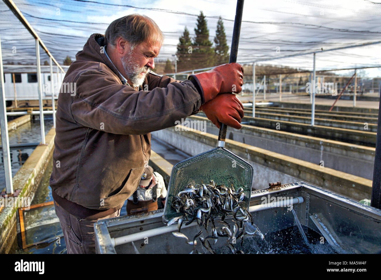 Inverno-eseguire il novellame di rilascio in Battle Creek. Jeff Freund a Coleman National Fish Hatchery scoop inverno-run Salmone Chinook Venerdì 2 Marzo prima che fossero accompagnati e rilasciato in Battle Creek più tardi quella mattina. Circa 29.000 salmoni sono state rilasciate in North Fork di Battle Creek, un affluente del fiume Sacramento dove essi una volta prosperato. I pesci sono da Livingston Stone National Fish Hatchery captive riproduttori programma. Foto Stock