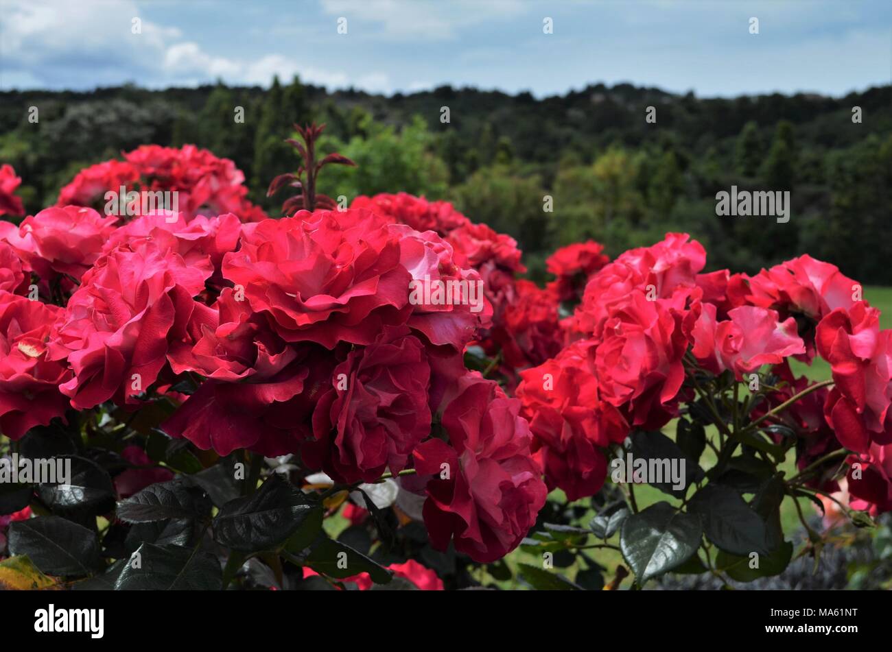 Vivace rose rosse in un giardino Foto Stock