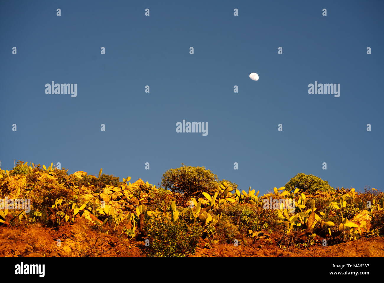 Tramonto su campi di cactus, la luna in background Foto Stock