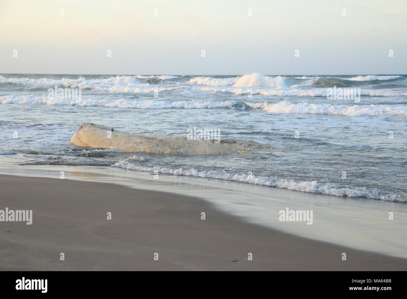 Filamento Di Balena Sulla Spiaggia Di Platamona Sassari