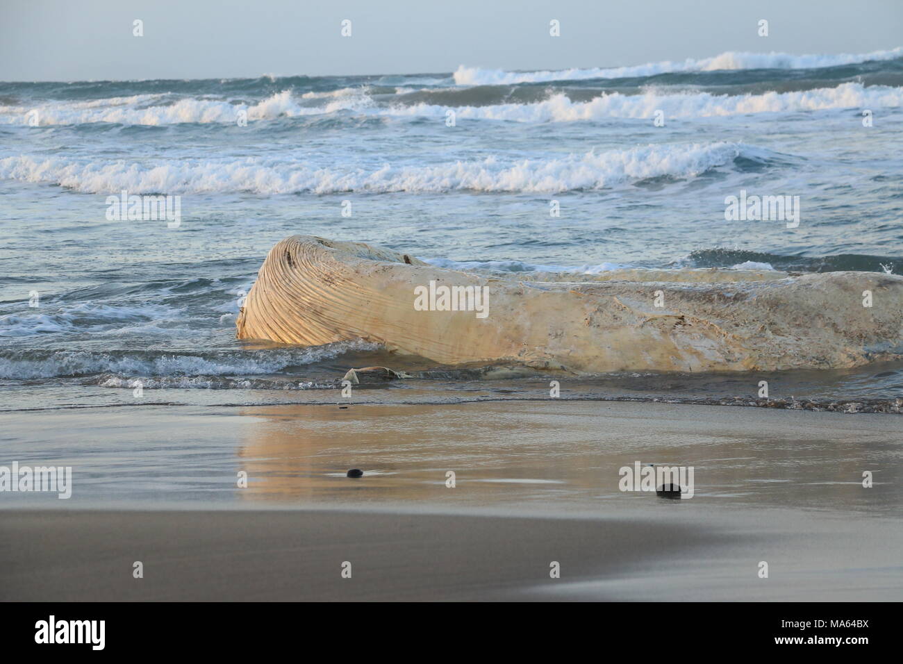 Filamento Di Balena Sulla Spiaggia Di Platamona Sassari