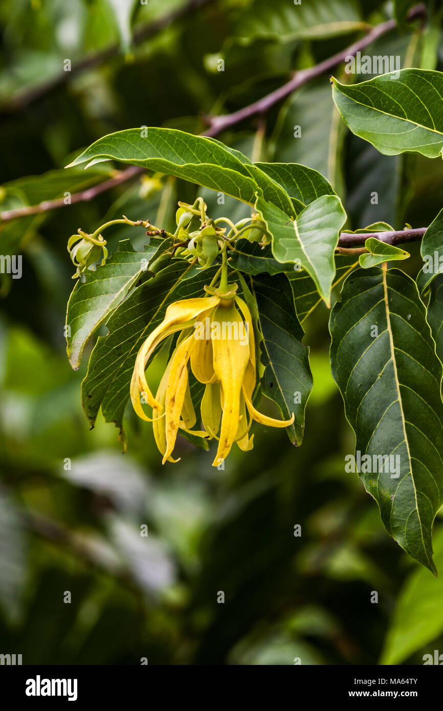 Ylang-Ylang fiori su albero, per la fabbricazione di olio essenziale a Nosy Be, Madagascar Foto Stock