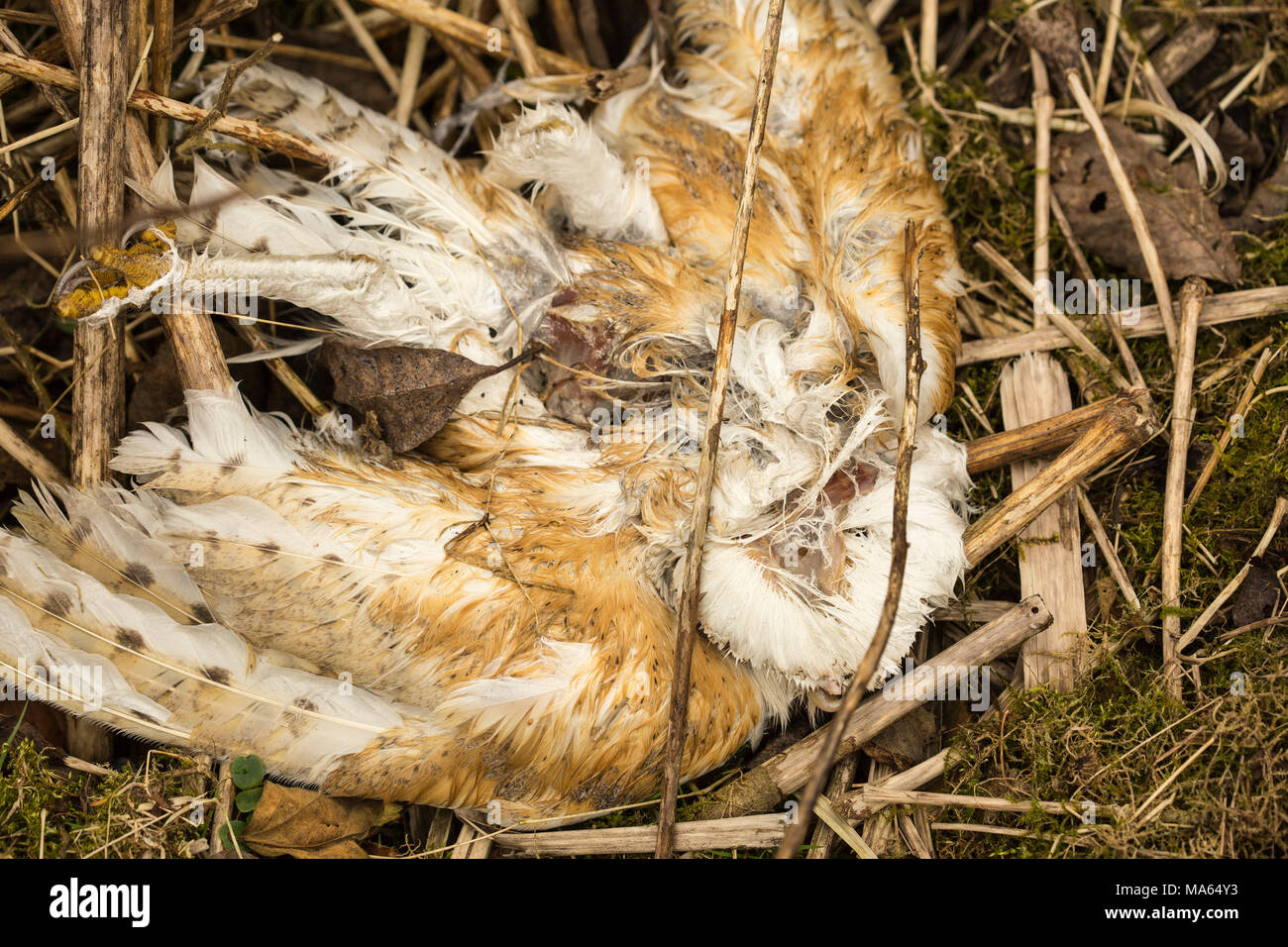 Morto il barbagianni, parzialmente decomposto in paglia e altri detriti. Forse avvelenata da esca di roditore. Foto Stock