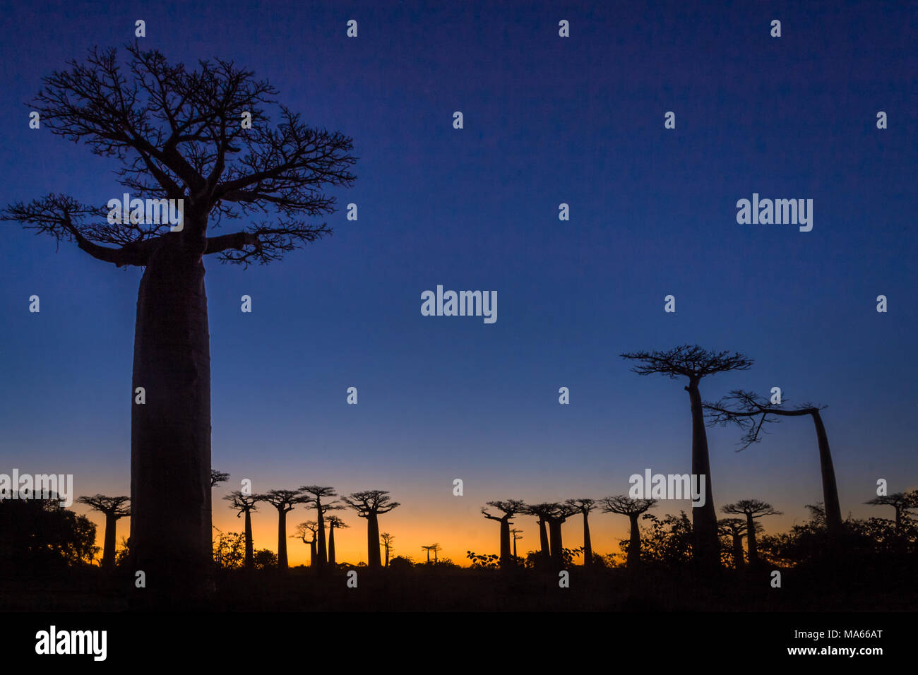 Tramonto sul vicolo di baobab di Morondava, occidentale del Madagascar Foto Stock