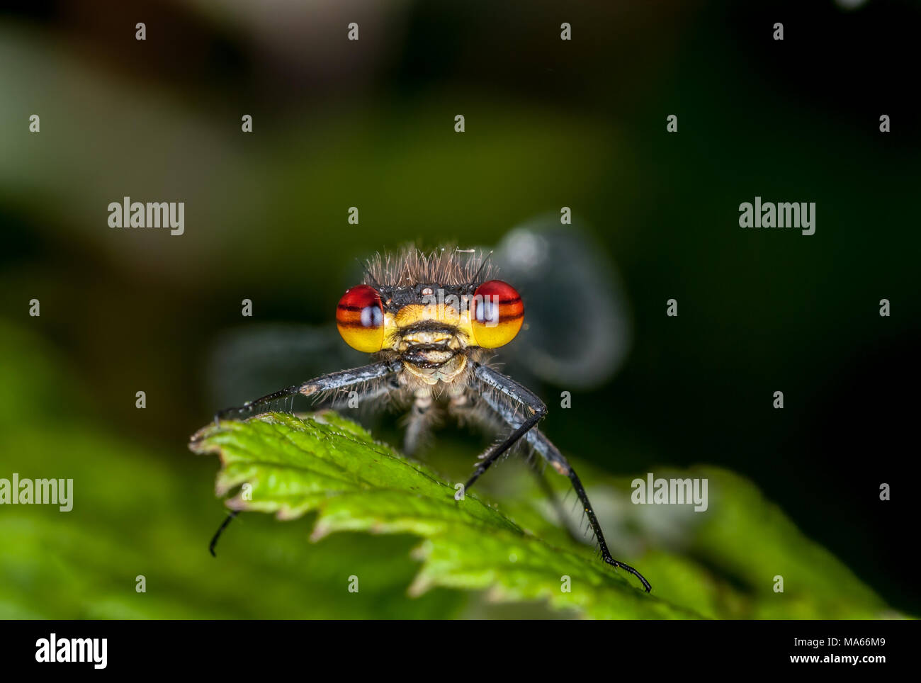 Mosca del Damsel Foto Stock
