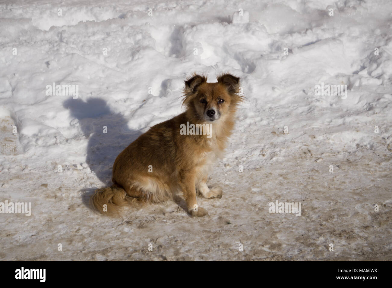 Due Piccoli Abbandonati Cani Marrone Rilassante In Strada Foto Stock Alamy