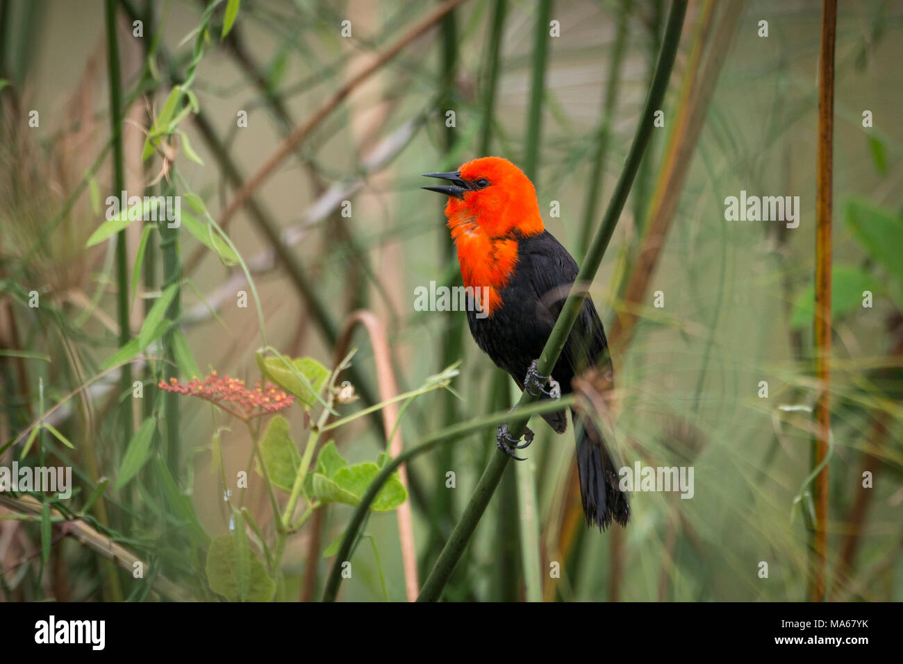 Un Scarlet-guidato Blackbird (Amblyramphus holosericeus) da Pantanal Foto Stock