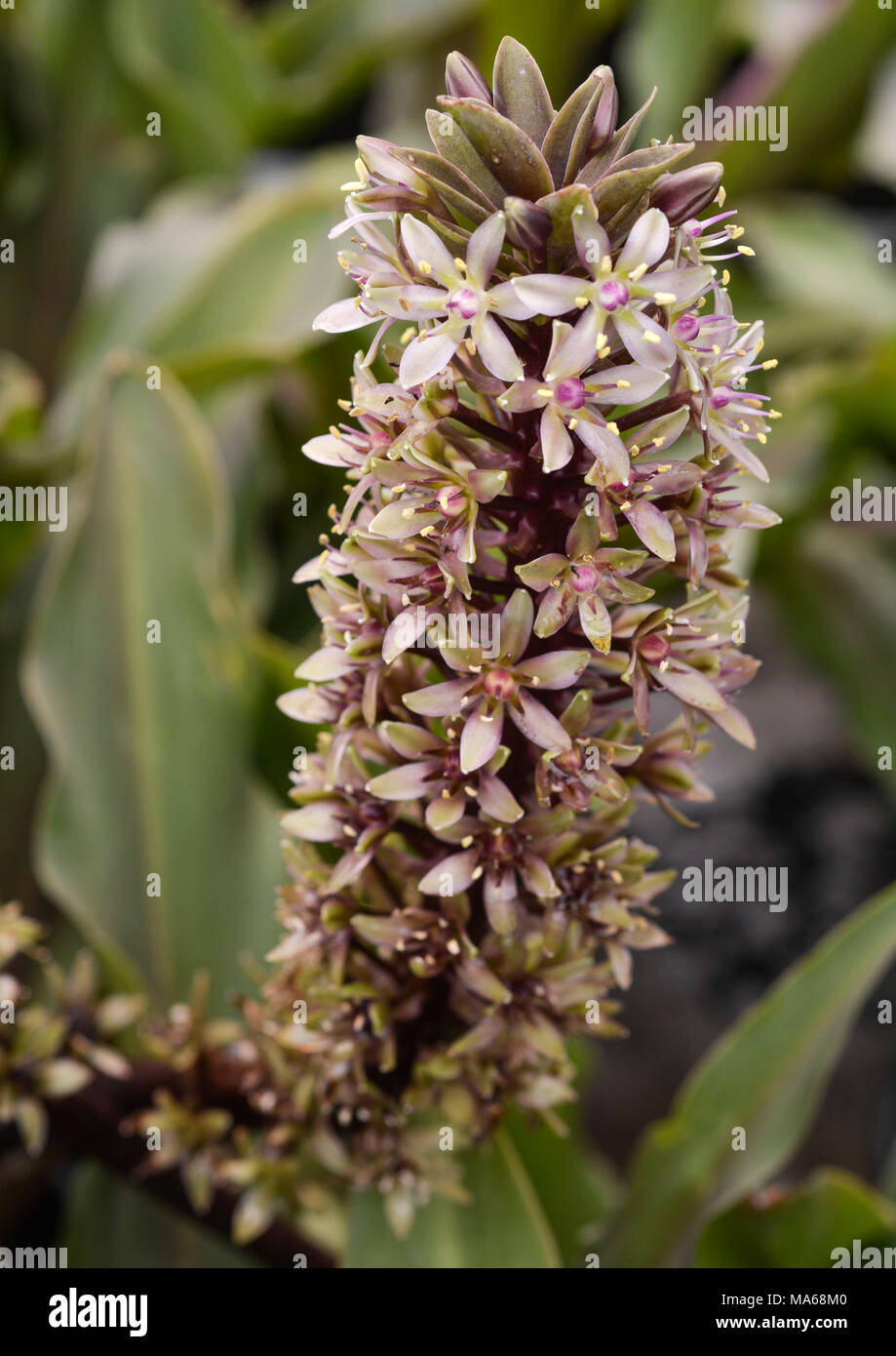 Eucomus-Sparkling Bordeaux-2 Foto Stock