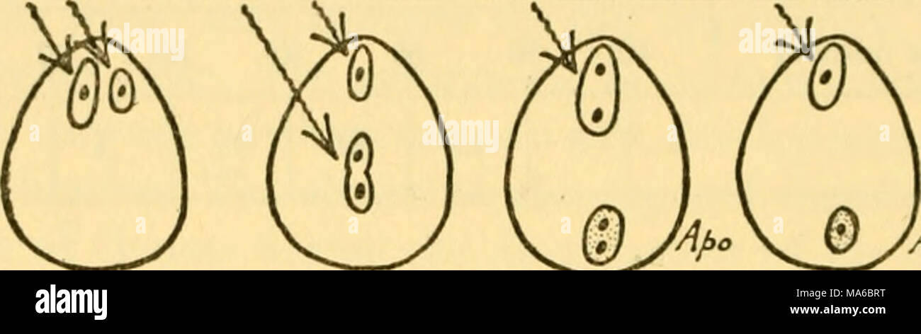 . Gli elementi di genetica Foto Stock